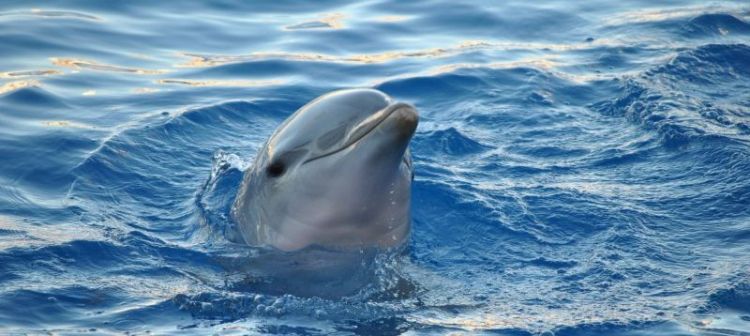 dónde viven los delfines