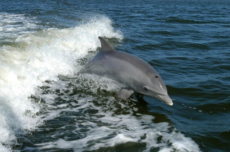 Cómo nacen los delfines y cómo se reproducen Animales Cómo nacen los delfines y cómo se reproducen Animales