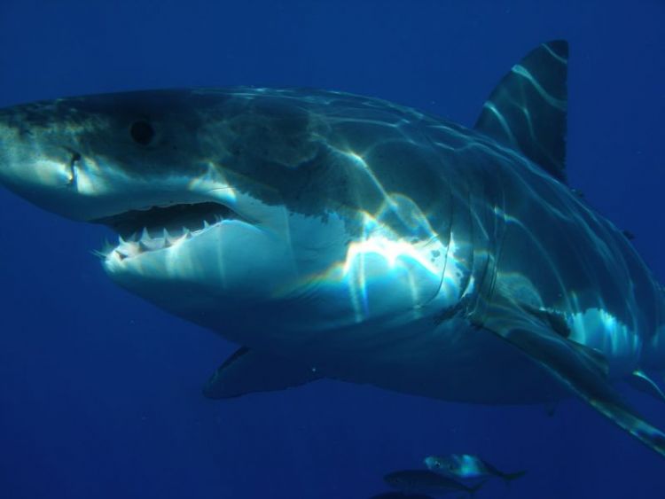 hábitat del tiburón blanco