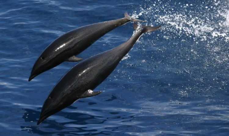 la alimentación de los delfines
