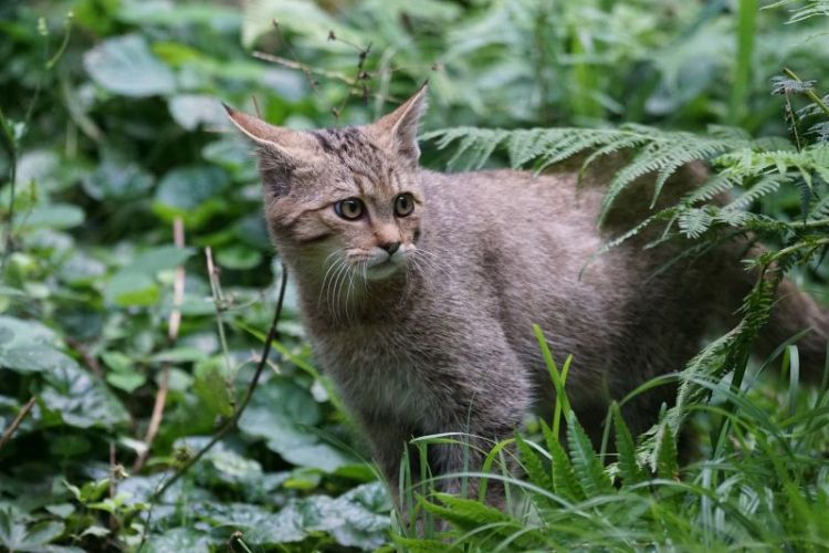 Derecho parásito bruja Gato montés | Características, hábitat, qué come, dónde vive
