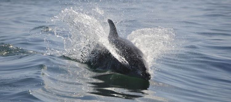 qué sonidos emiten los delfines