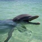 Qué comen los delfines