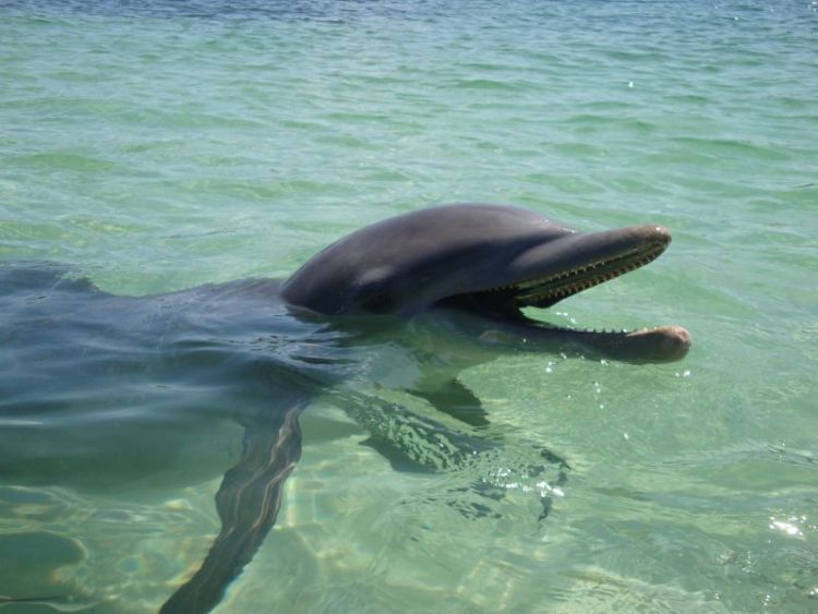 qué comen los delfines