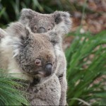qué comen los koalas