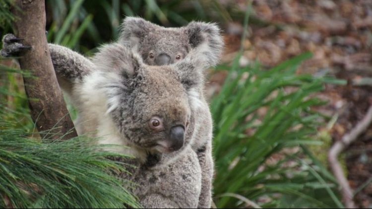 qué comen los koalas