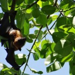 qué comen los murcielagos