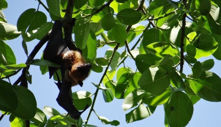 qué comen los murcielagos