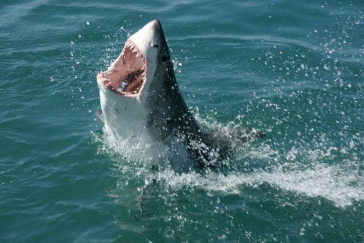 tiburon blanco qué come, alimentación