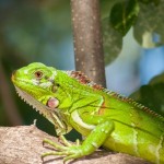 iguana, habitat