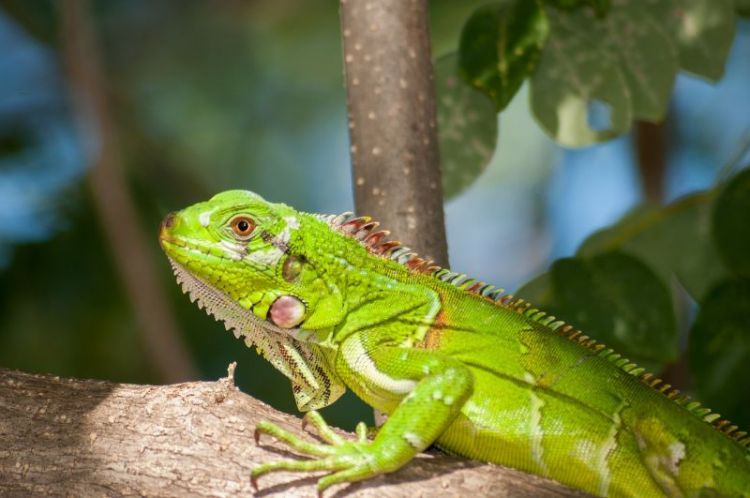 iguana, habitat