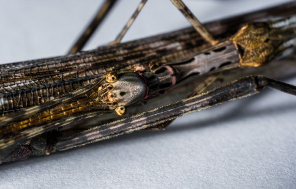 Insecto palo | Características, reproducción | Bicho