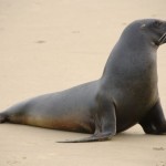 que come el lobo marino