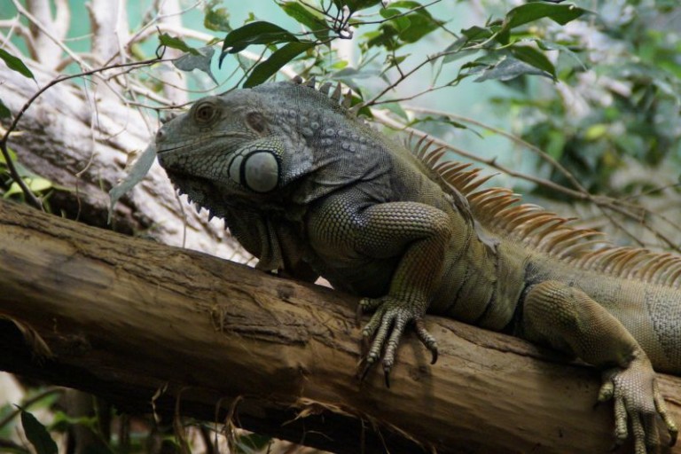 La iguana Características, hábitat, qué come,