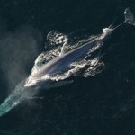 La ballena azul Características, hábitat, qué come, peligro