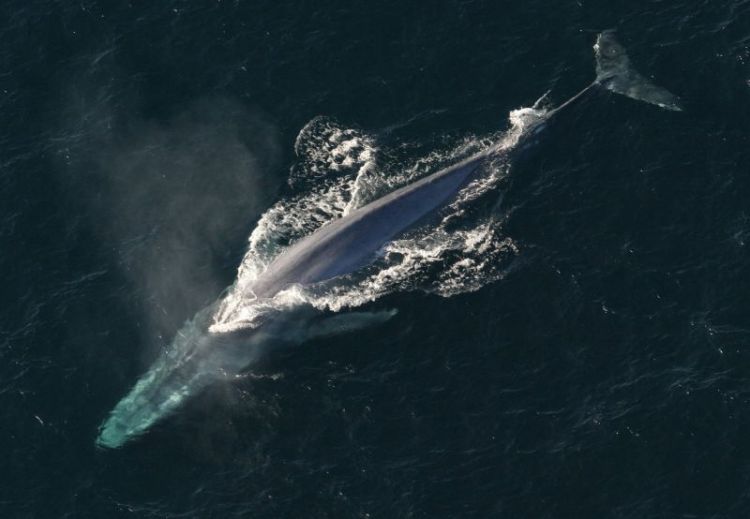 La ballena azul Características, hábitat, qué come, peligro