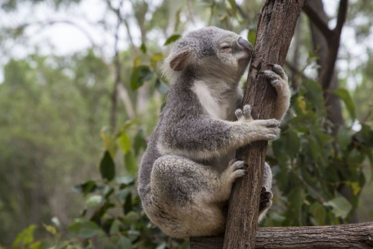 el koala
