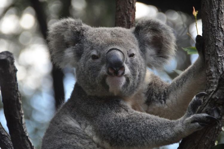 koala