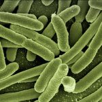Las bacterias