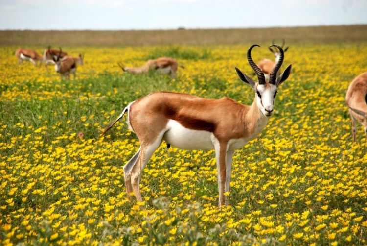 características, hábitat y alimentación del antilope