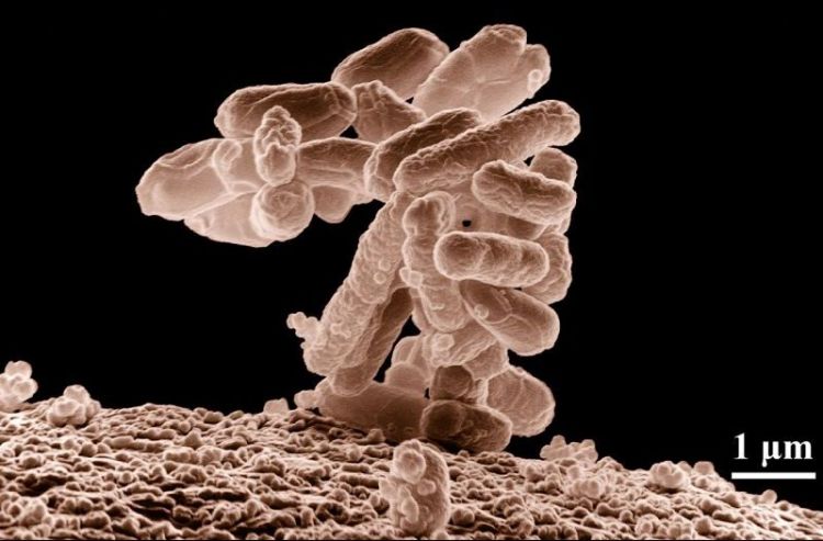 cómo nacen las bacterias
