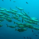 Cómo respiran los peces y por dónde lo hacen