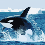 la orca, qué come