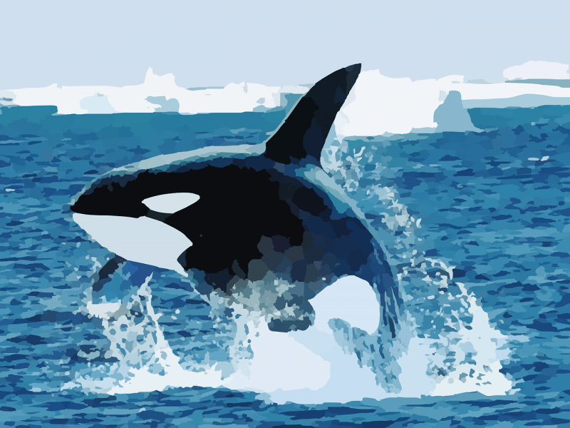 la orca, qué come