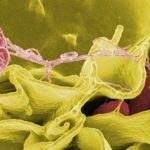 Cómo respiran las bacterias y por dónde lo hacen