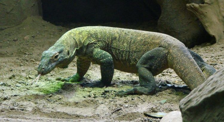 Dragon De Komodo Habitat