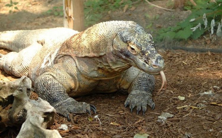 Dragón de Komodo, características, reproducción y hábitat