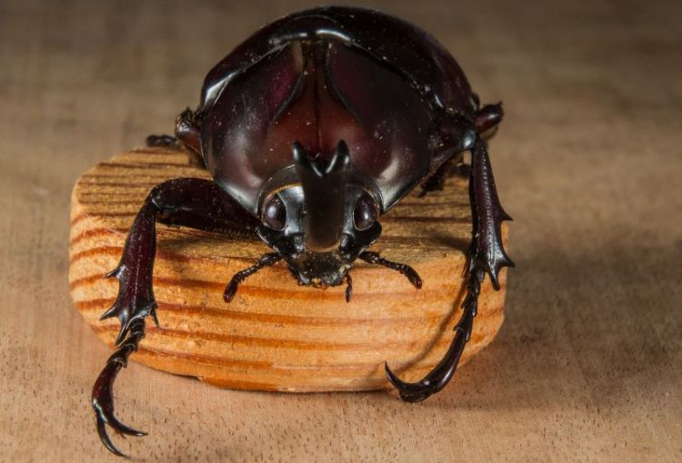 el escarabajo, caracteríscas y reproducción