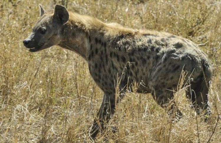Curiosidades de la hiena