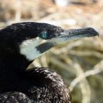 cormorán