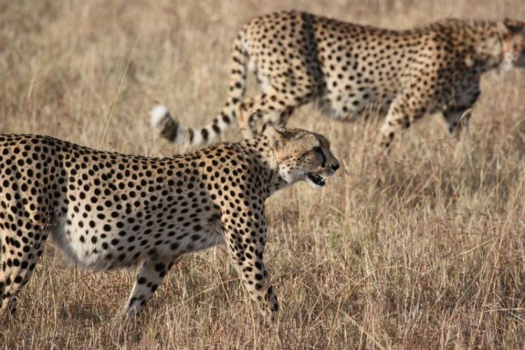 guepardo, características, hábitat, información