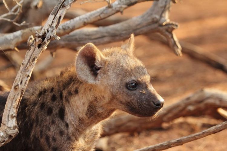 hiena, características, reproducción y alimentación