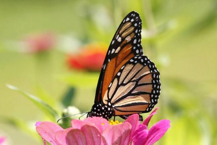 la mariposa monarca, características