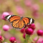 La mariposa monarca