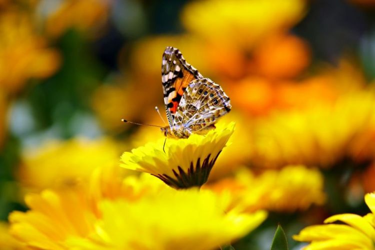 mariposa monarca, migración y ciclo de vida