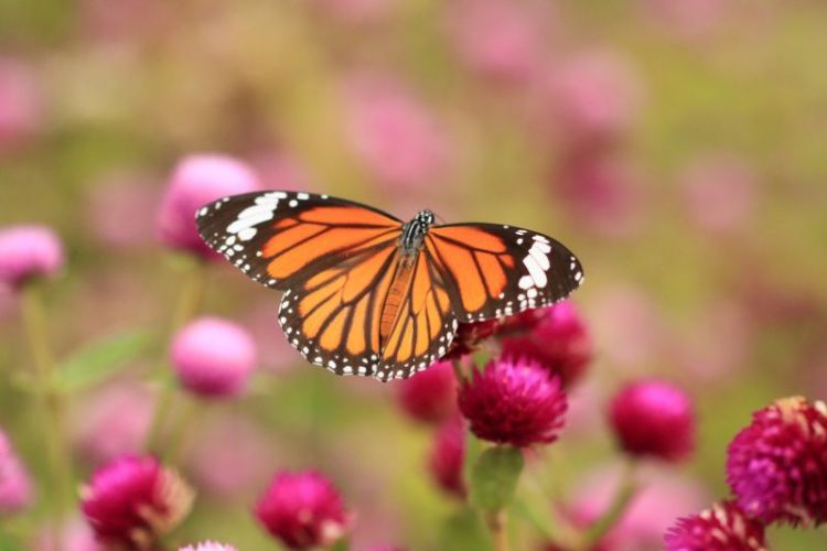 mariposa monarca