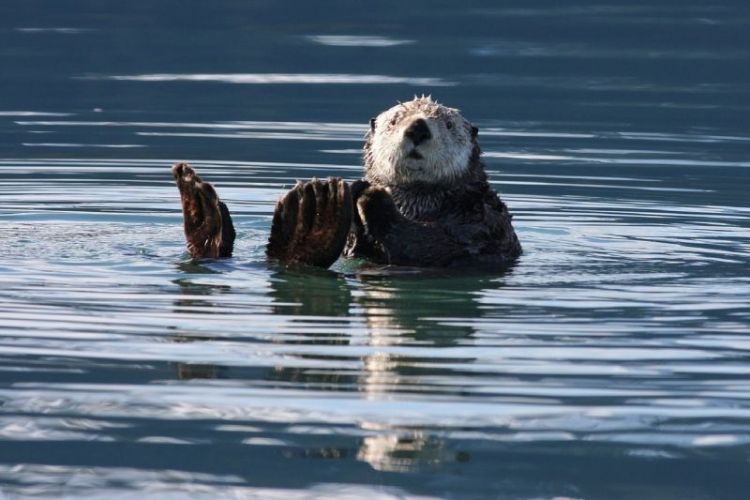 La Nutria Caracteristicas Habitat Reproduccion Alimentacion