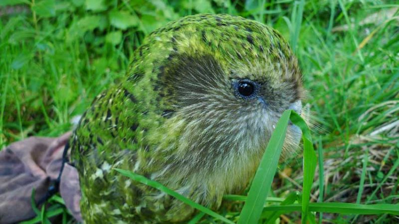 El kakapo