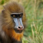 El mandril