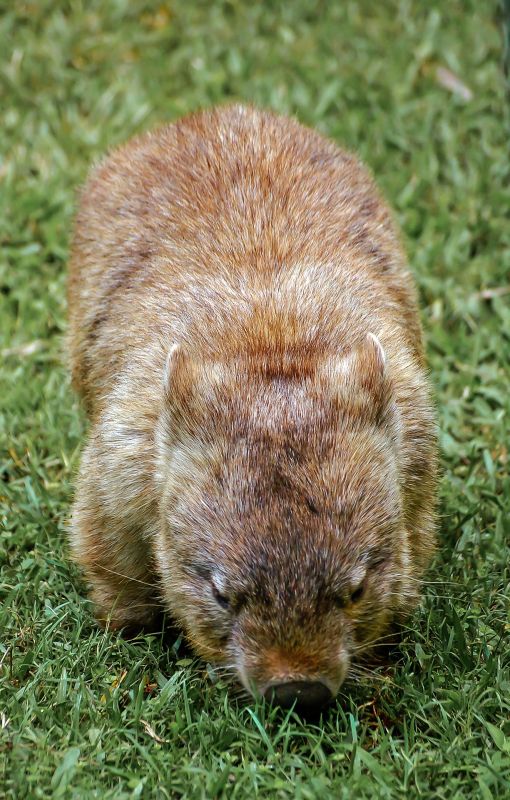 El wombat, características, hábitat, alimentación