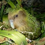 Kakapo