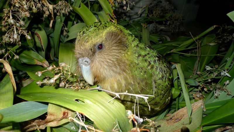 Kakapo