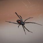 La araña viuda negra, características, hábitat, picadura