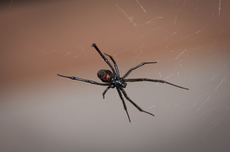 La araña viuda negra, características, hábitat, picadura