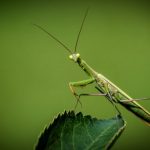 La mantis religiosa