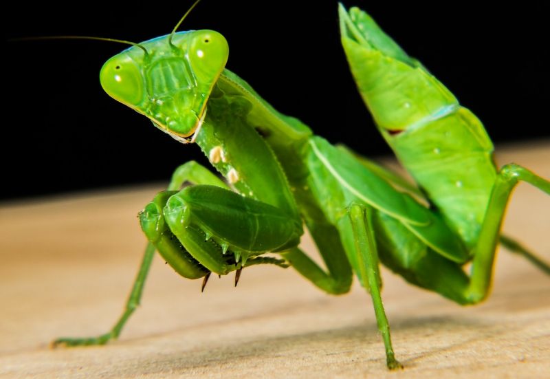 La mantis religiosa, características, alimentación, reproducción